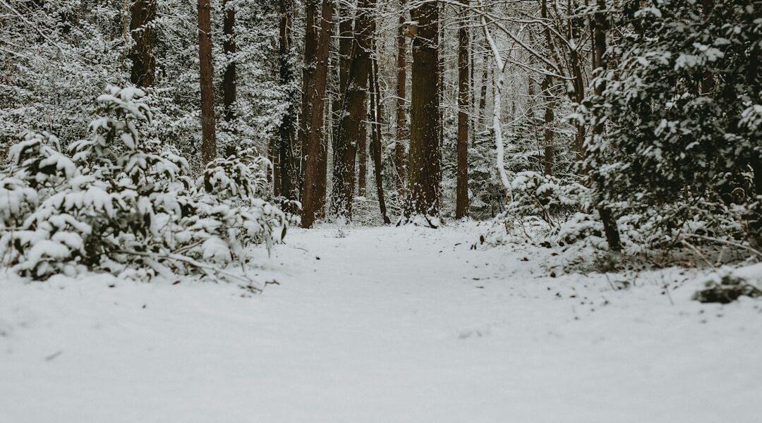 Het verrassende weer in Lapland: kou, sneeuw en zonlicht