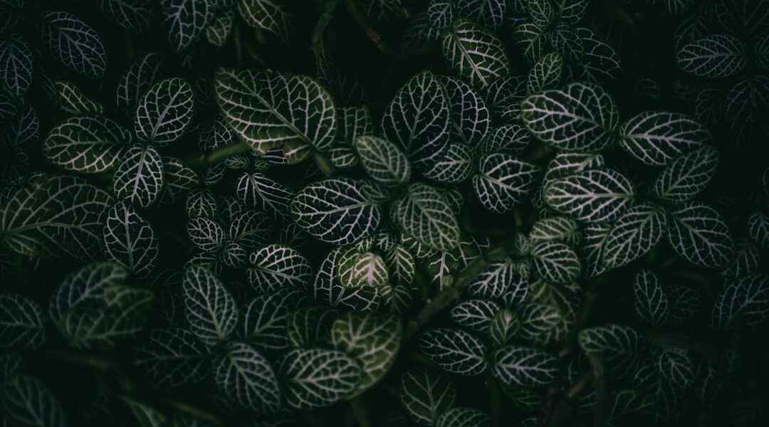 Zo houd je je vijgenboom gezond en fruitrijk met de juiste snoei