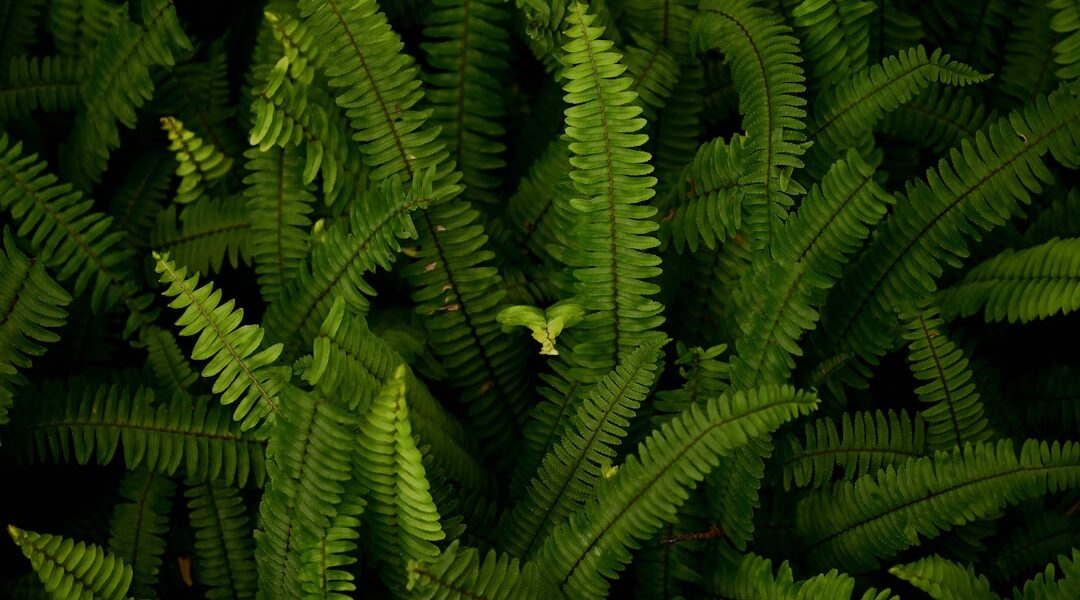 Een gezonde druivenplant door goed snoeien