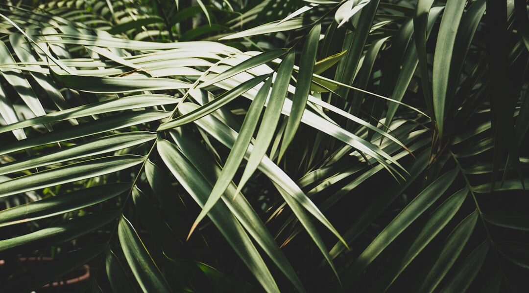 Gezonde en mooie laurier met de juiste snoei